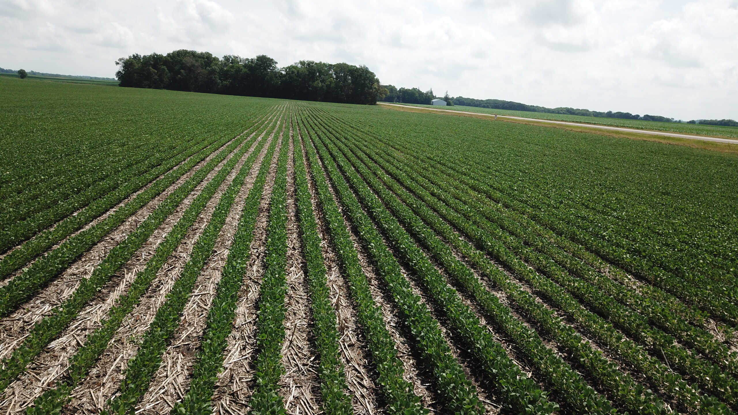 SOLD! Bare Farmland Auction in Faribault County, MN Land Services