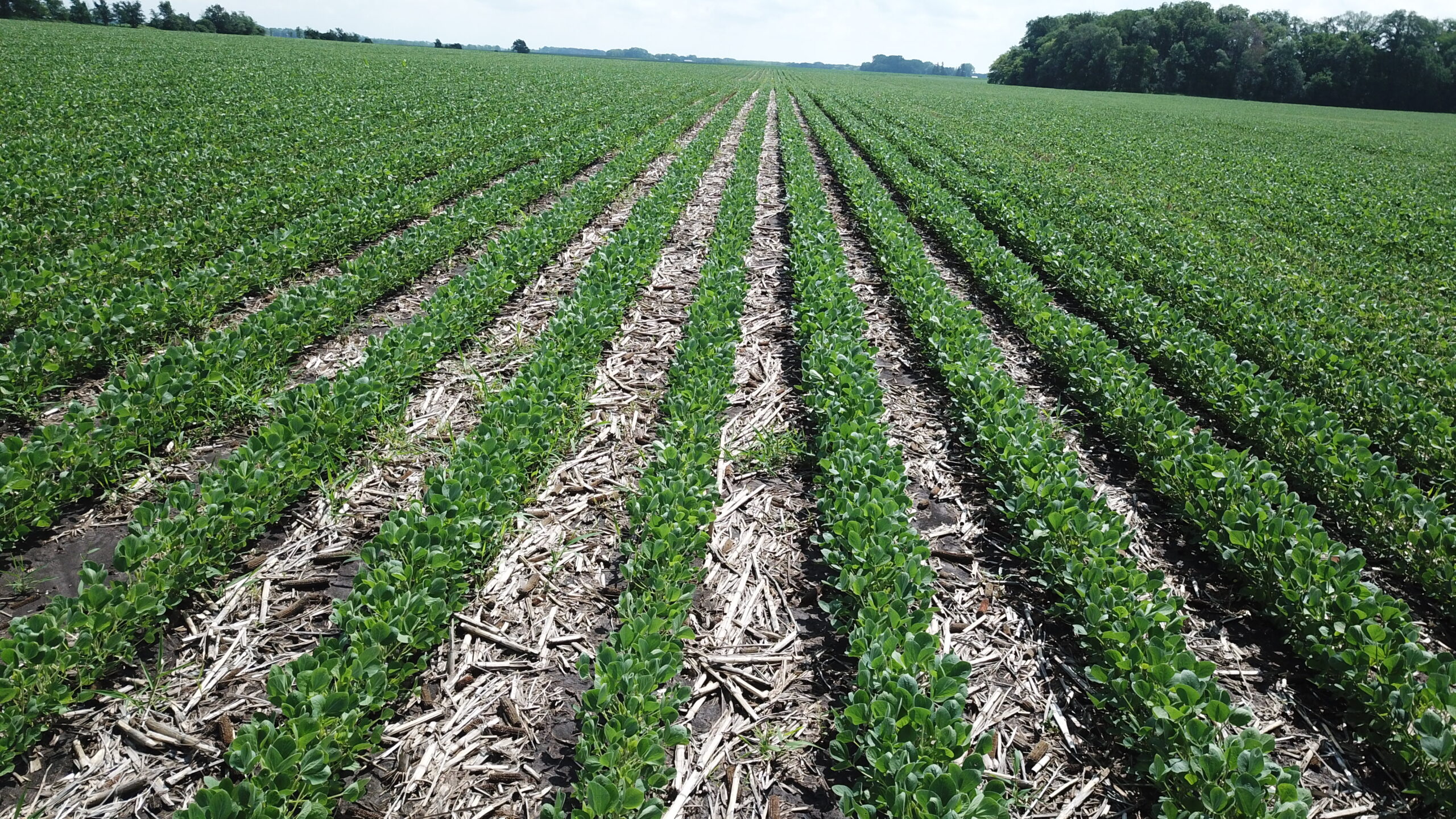 SOLD! Bare Farmland Auction in Faribault County, MN Land Services