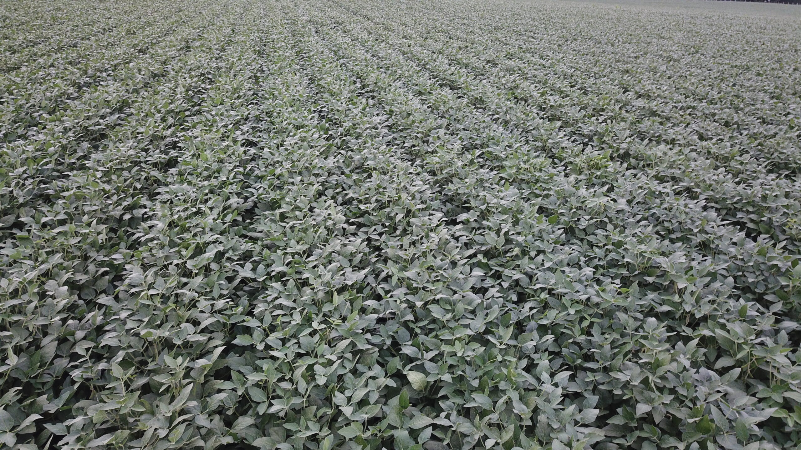 Sold! Bare Farmland Auction in Faribault Co., MN Land Services Unlimited