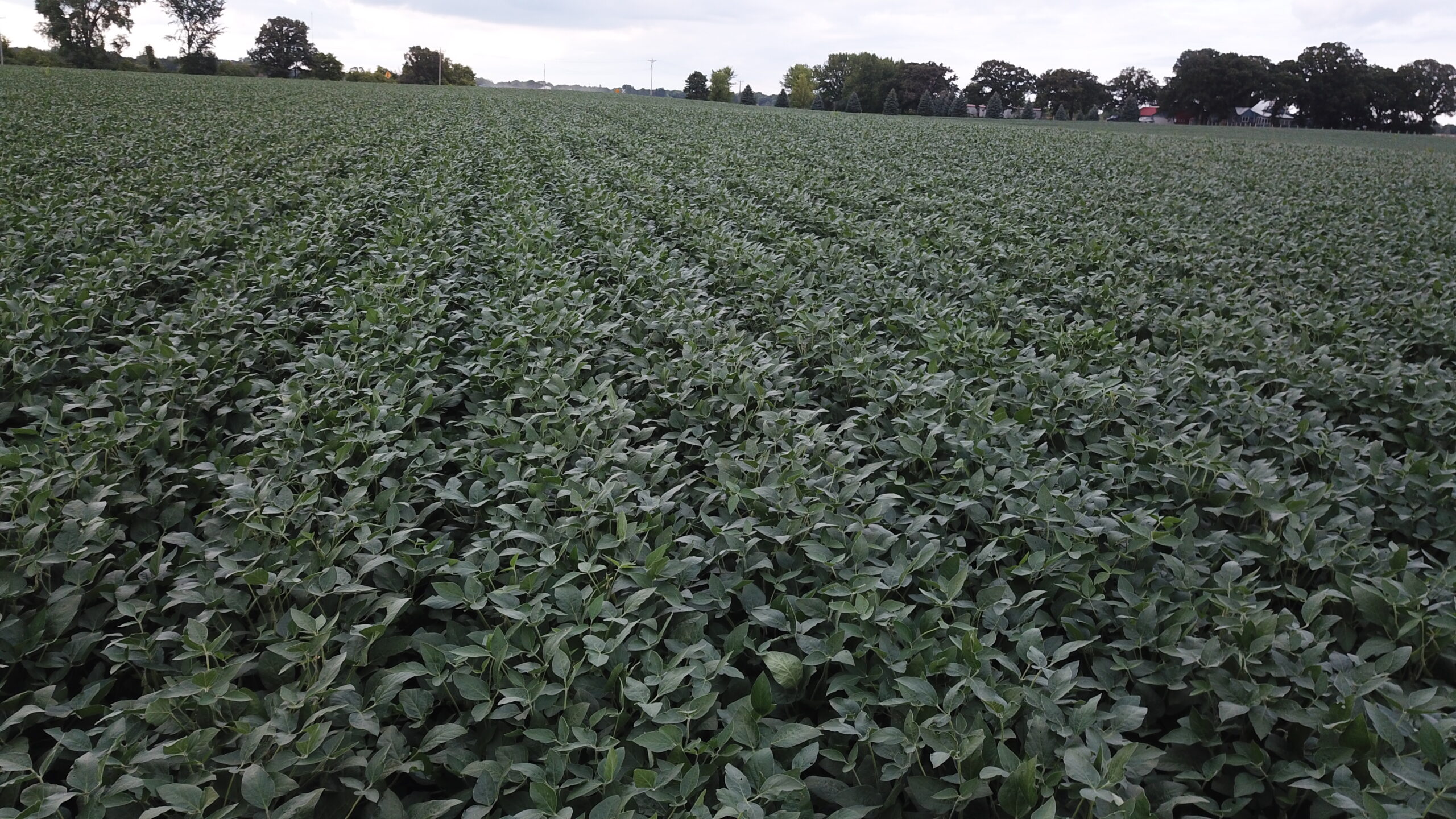 Sold! Bare Farmland Auction in Faribault Co., MN Land Services Unlimited