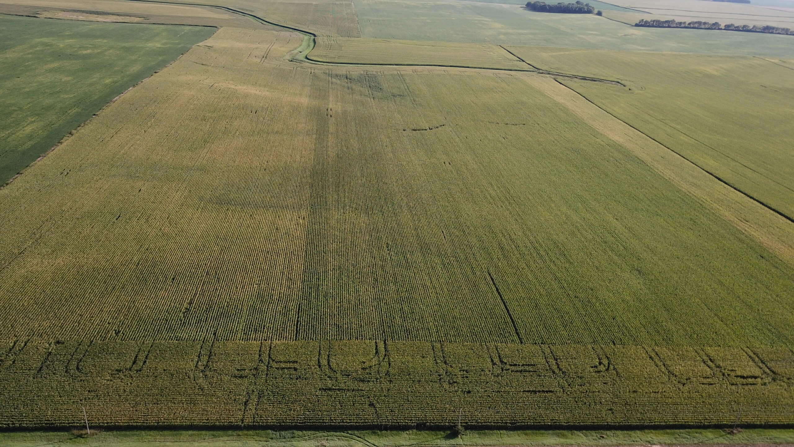 SOLD! Farmland & Building Site Auction in Watonwan County, MN Land